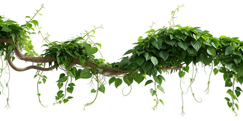 Lush green vine leaves on twisted branches isolated on white background for design and decoration