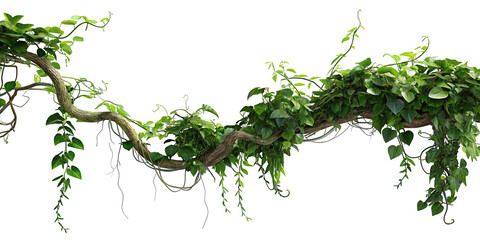 Lush green vines with leaves isolated on black background for natural decor and botanical design