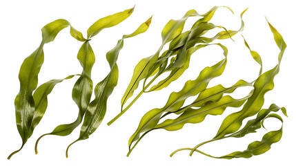 Vibrant green seaweed leaves isolated on black background showcasing natural aquatic beauty art