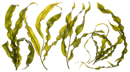 Striking closeup of realistic green seaweed illustrated on a black background modern botanical art