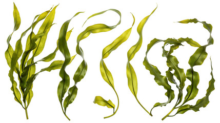 Fresh green kelp floating isolated on black background for natural underwater sea life aesthetic