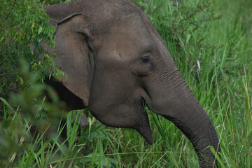 Sri Lankan elephant (Elephas maximus maximus) portrait in high grass, Hurulu Forest Reserve, Sri...