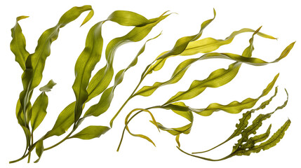 Vibrant green kelp leaves on dark background with detailed textures for nature themed designs