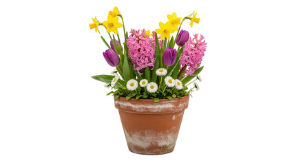 Naklejka premium Spring flower arrangement with hyacinth, tulips, daisies and daffodils in pot isolated PNG with Transparent Background