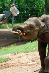 Orphaned Baby elephant being fed with milk by a caretaker, Pinnawala Elephant Orphanage,...