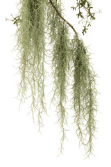 Delicate strands of green Spanish moss hanging from branch with white background nature scenery