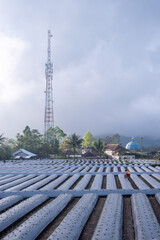 Neat rows of soil beds covered with silver plastic mulch on farmland, prepared for vegetable planting and designed to retain moisture and reduce weeds.