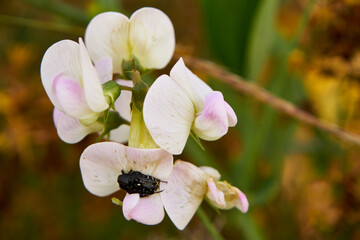groszek szerokolistny, lathyrus latifolius l., łąka