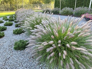 Japanese grass growing in a landscaped garden. Elegant decorative plant used in modern outdoor design.