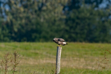 Buzzard on fence post. From sitting to taking off.
