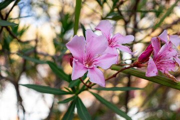 Pink color Nerium oleander (rosebay) flowers blooming off Lake Garda shore