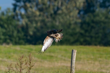 Buzzard on fence post. From sitting to taking off.