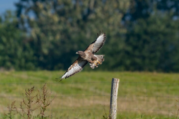 Buzzard on fence post. From sitting to taking off.