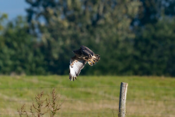 Buzzard on fence post. From sitting to taking off.