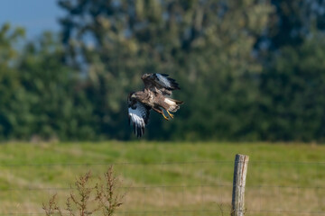 Buzzard on fence post. From sitting to taking off.