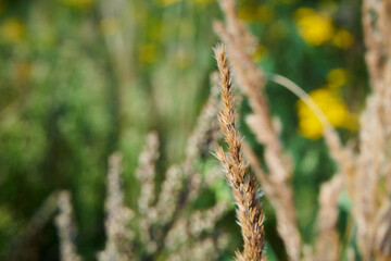 kłosówka wełnista, holcus lanatus l., trawa, łąka © Marcin Łazarczyk