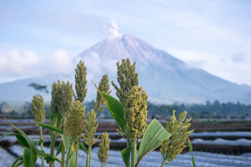 Close-up of young sorghum seed heads standing tall in farmland with the majestic Mount Semeru volcano rising in the background under a bright and slightly cloudy morning sky.