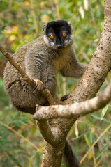 Common Brown Lemur (Eulemur fulvus), Near Threatened, IUCN 2008, Madagascar
