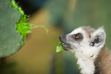 Ring-tailed Lemur (Lemur catta) feeding on cactus, Near Threatened, Berenty nature reserve, Madagascar