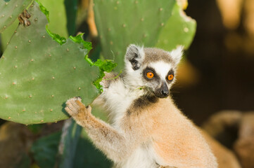 Ring-tailed Lemur (Lemur catta) feeding on cactus, Near Threatened, Berenty nature reserve, Madagascar