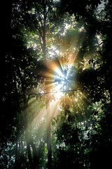 Let the sun shine through you, Misty forest at morning with illuminated alder tree branch.