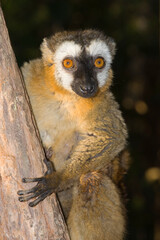 Red-Fronted Brown Lemur (Eulemur rufus), Perinet Nature Reserve, Madagascar