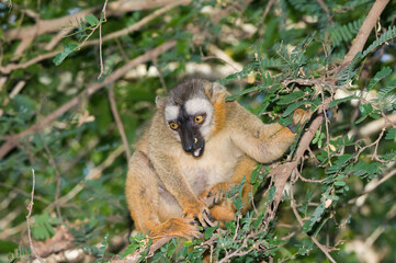 Red-Fronted Brown Lemur (Eulemur rufus), Berenty Reserve, Madagascar