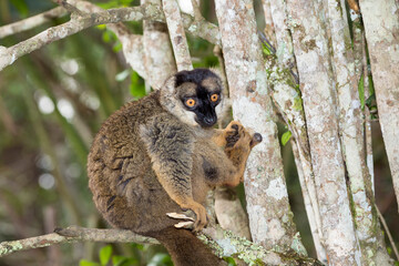 Fototapeta premium Red-fronted Brown Lemur (Eulemur rufus), Andasibe-Mantadia National Park, Madagascar