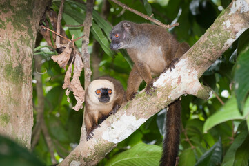 Couple of White-fronted Brown Lemur also known as White-headed Lemur or White-fronted lemur (Eulemur albifrons), Madagascar