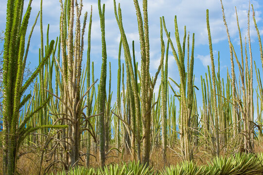 Octopus Tree (Didiera madagascariensis), Spiny Forest, Berenty, Madagascar