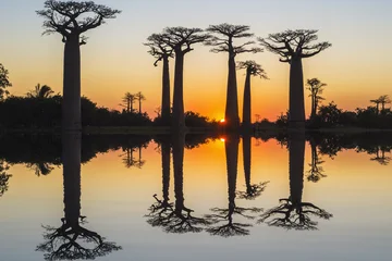 Fotobehang Baobab Baobab trees (Adansonia Grandidieri) reflecting in the water at sunset, Morondava, Toliara province, Madagascar  © Gabrielle