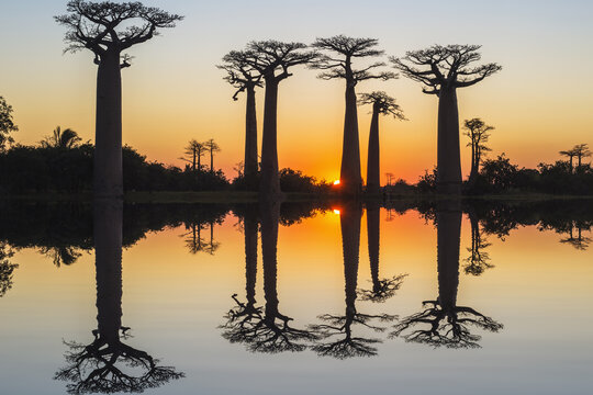 Baobab trees (Adansonia Grandidieri) reflecting in the water at sunset, Morondava, Toliara province, Madagascar