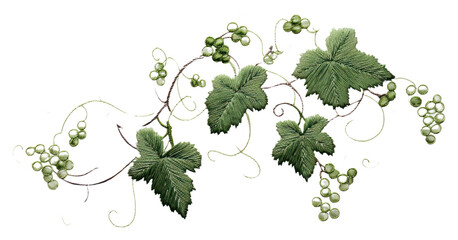 PNG Grapes ivy in embroidery style pattern plant leaf.