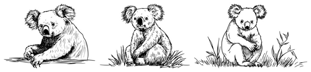 Koala Set Hand Drawn Australian Animals Vector Illustration