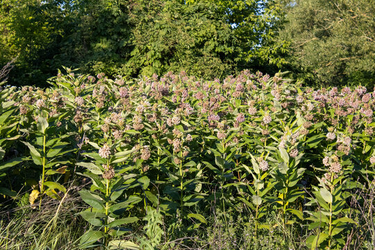 flower field with green plants, cotton plant, honeysuckle - Powered by Adobe
