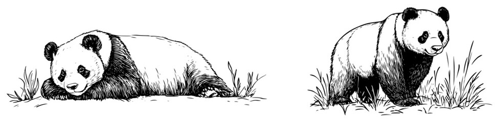 Hand Drawn Illustrations of a Giant Panda Bear © Kaz