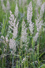 spikelets of grass common motherwort, wildlife background, grass in the field