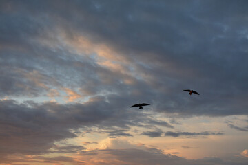 Silhouettes of two birds against the evening sky. Background
