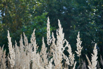 kłosówka wełnista, holcus lanatus l., trawa, łąka