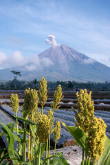 Green sorghum plants with fresh seed clusters captured in front of Mount Semeru, showcasing fertile fields and volcanic landscape on the island of Java, Indonesia.