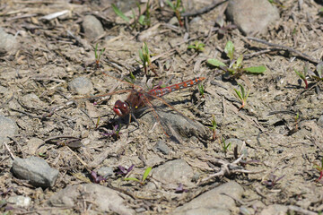 Closeup on a colorful variegated meadowhawk, Sympetrum corruptum sitting on the ground