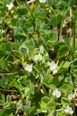 Closeup on the light white flowers of Subterranean clover the Trifolium subterraneum