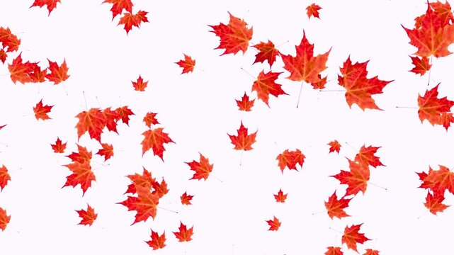 autumn Falling leaves background animation. 4k