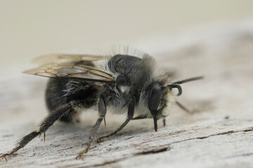 Closeup on a male Pacific Dune-Digger solitary bee, Habropoda miserabilis from Bandon , Oregon