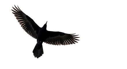 Naklejka premium Black Bird Soaring in Flight.