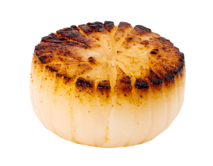 Grilled daikon radish steak, thick round slice scored crosshatch with browned sear and juicy interior, savory vegan side dish on isolated background