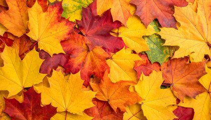 Fototapeta premium Close-up of colorful autumn maple leaves in vibrant shades of orange, yellow, and red.
