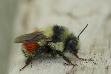 Closeup on a colorful Black-tailed Bumble Bee , Bombus melanopygus in Coquille, Oregon