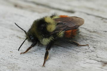 Closeup on a colorful Black-tailed Bumble Bee ,  Bombus melanopygus in Coquille, Oregon
