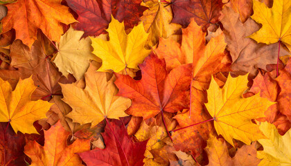 Fototapeta premium Autumn season texture with overlapping colorful leaves.